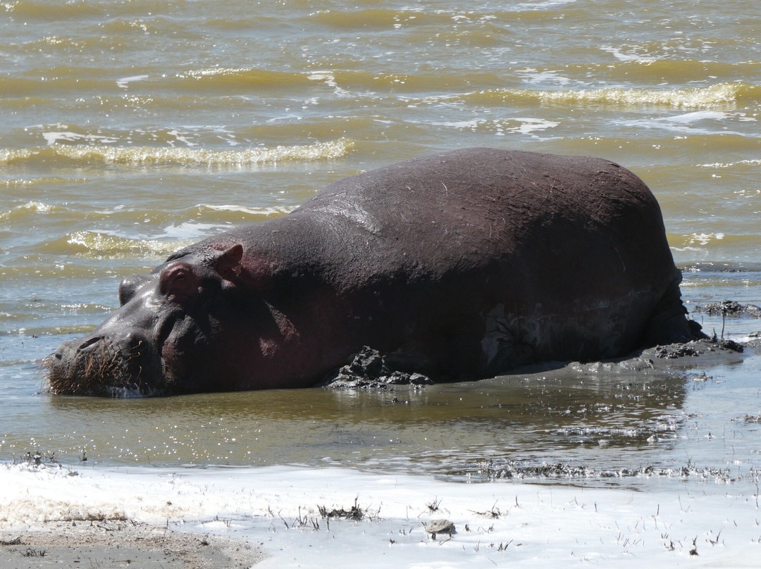 The Tanzanite Experience-阿鲁沙必去景点