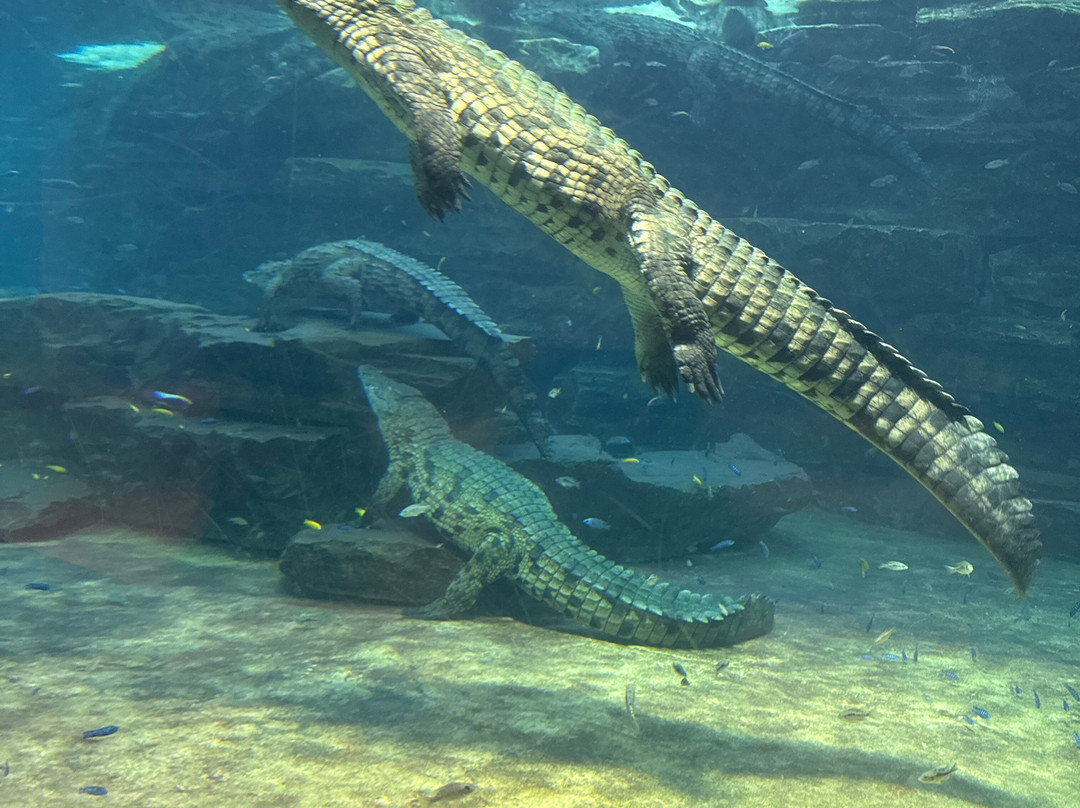 Dubai Crocodile Park-迪拜必去景点
