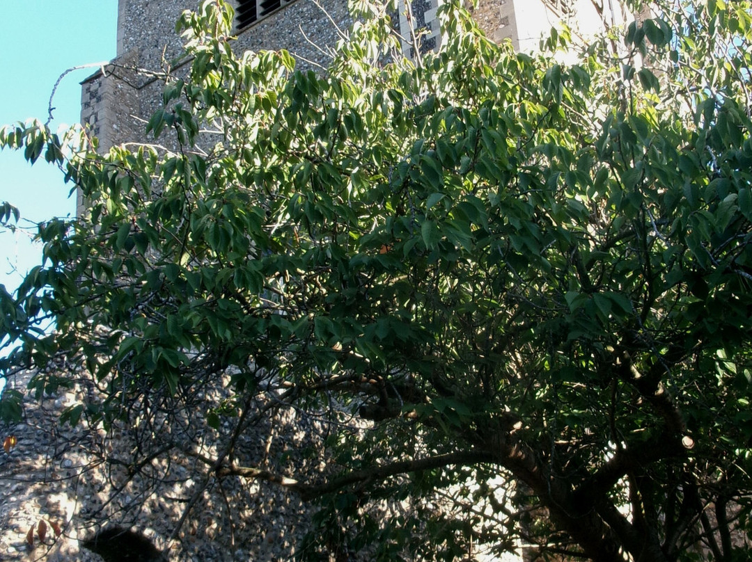 St. Mary's Church-圣埃德蒙兹伯里必去景点