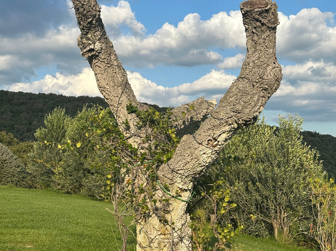 Tenuta Valle Buia主图