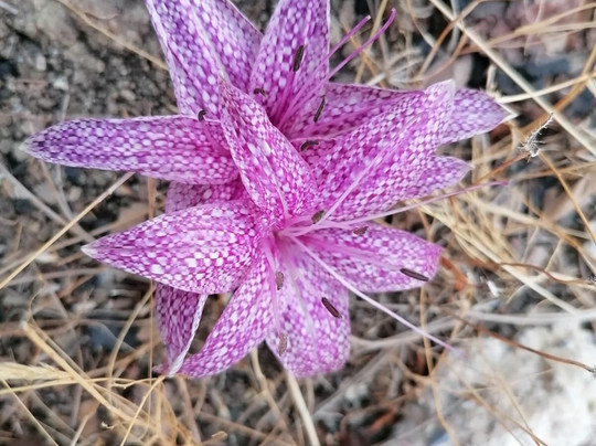 Hiking Rhodes-罗德斯必去景点