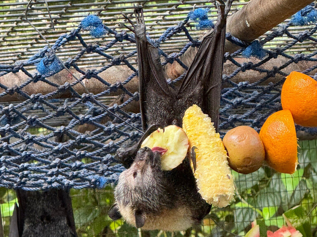 The Bat Hospital Visitor Centre- 阿瑟顿必去景点