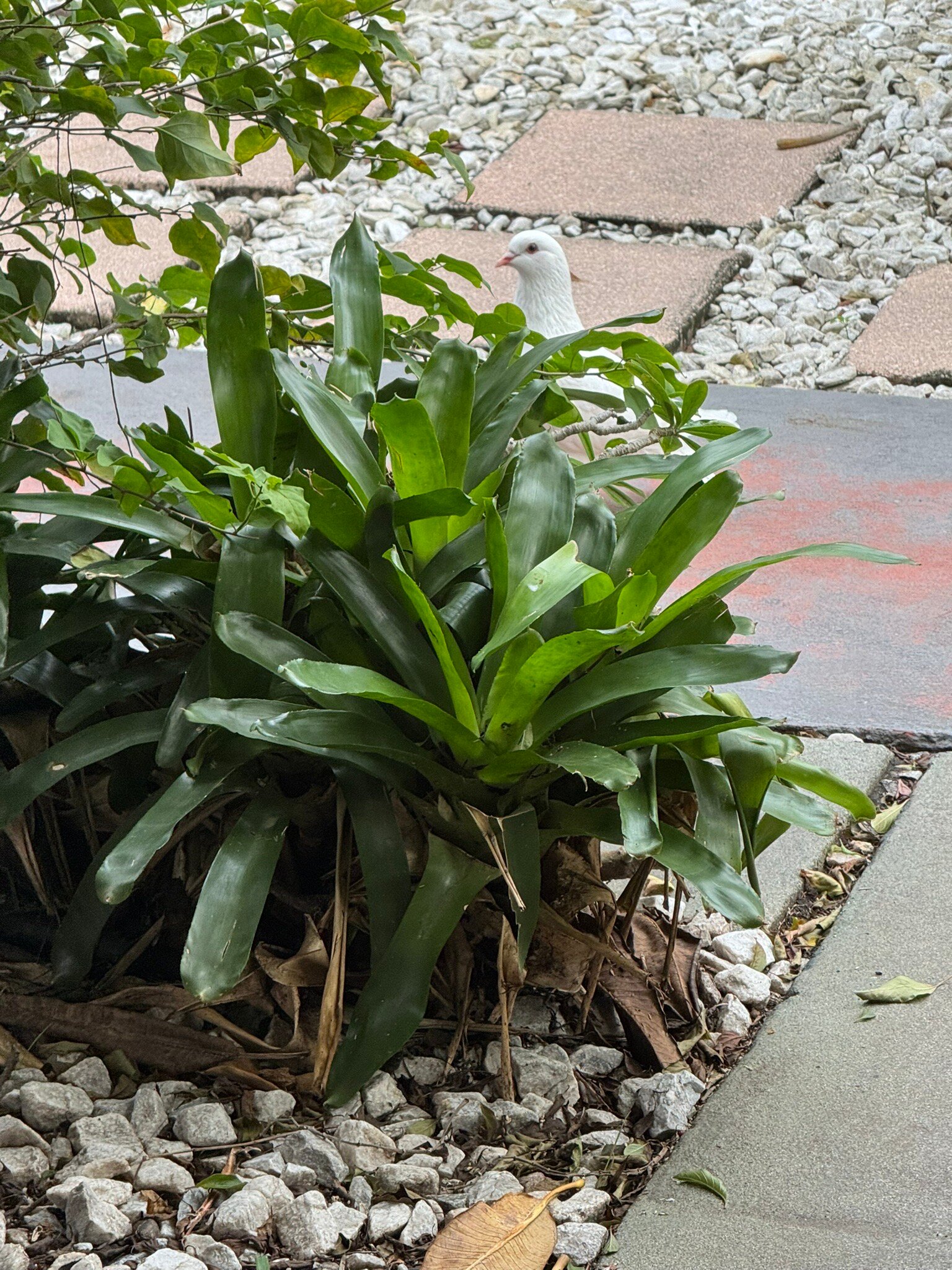 Barefoot Mailman Inn & Suites, Lantana, West Palm Beach, South Florida-官方