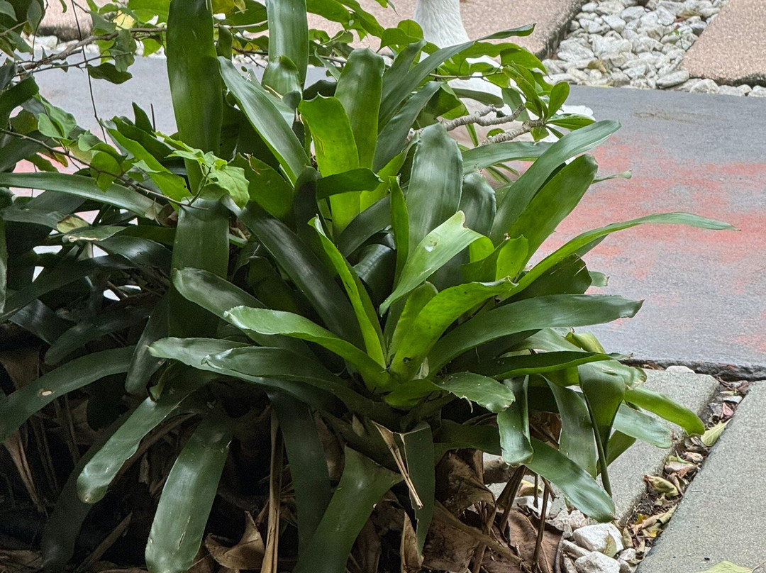 Barefoot Mailman Inn & Suites, Lantana, West Palm Beach, South Florida主图