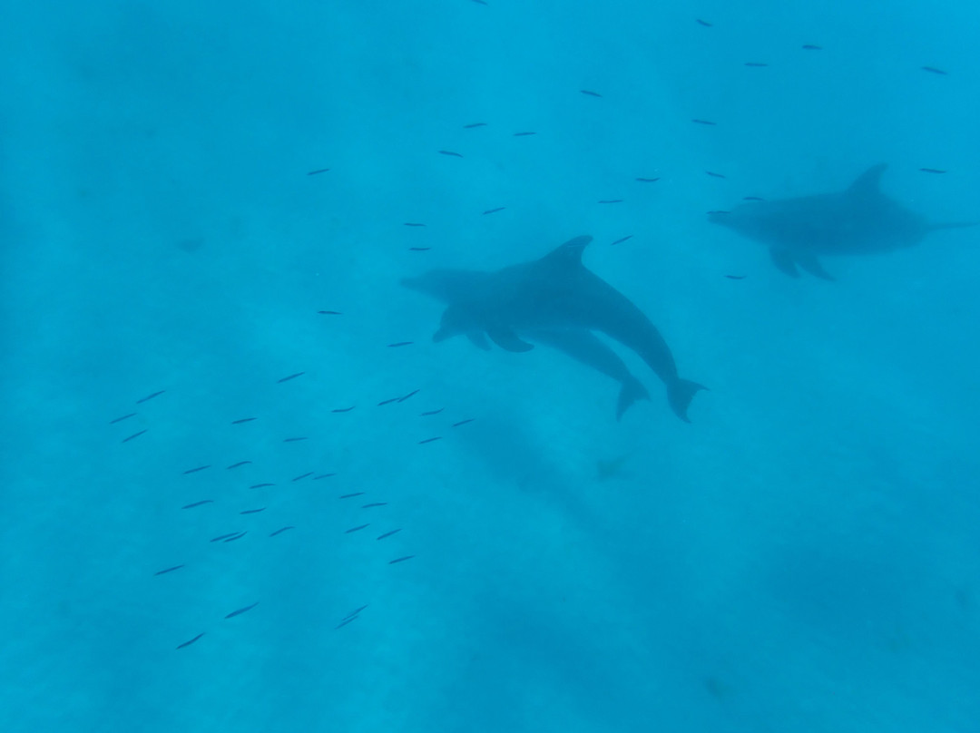 Reef Tour Mafia Island-Utende必去景点