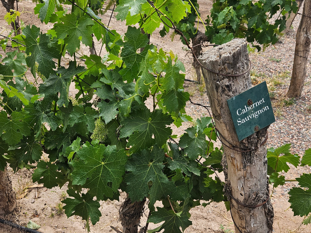 Bodega Vistalba-路冉得库约必去景点