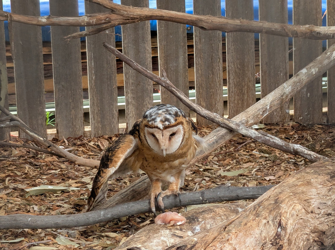 Raptor Refuge-Kettering必去景点