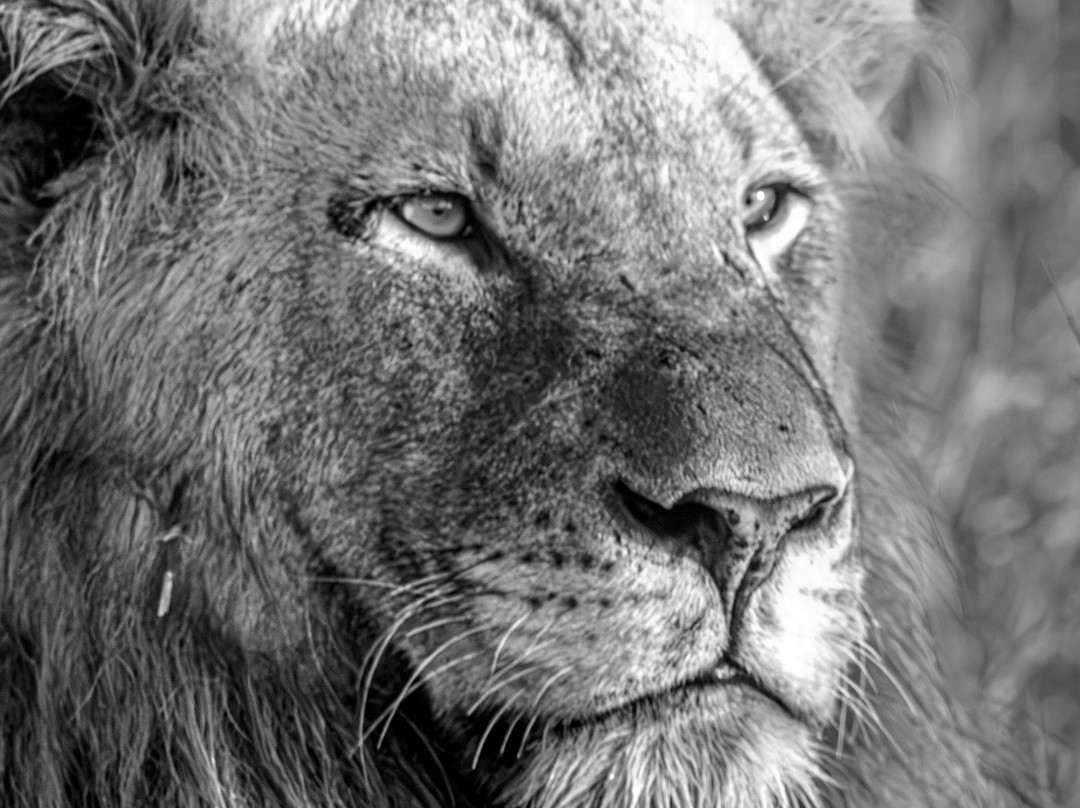 Rhulani Safaris-霍德斯普鲁特必去景点