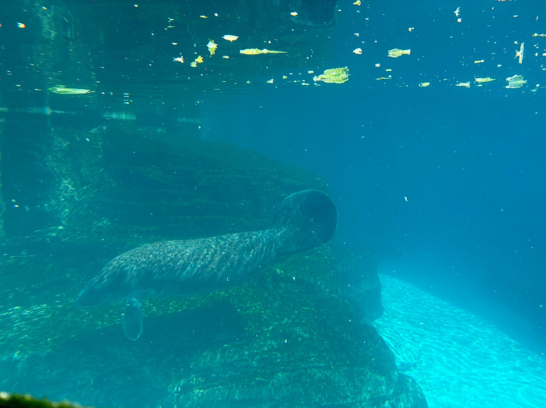 Gulfarium Marine Adventure Park-华尔顿堡滩必去景点