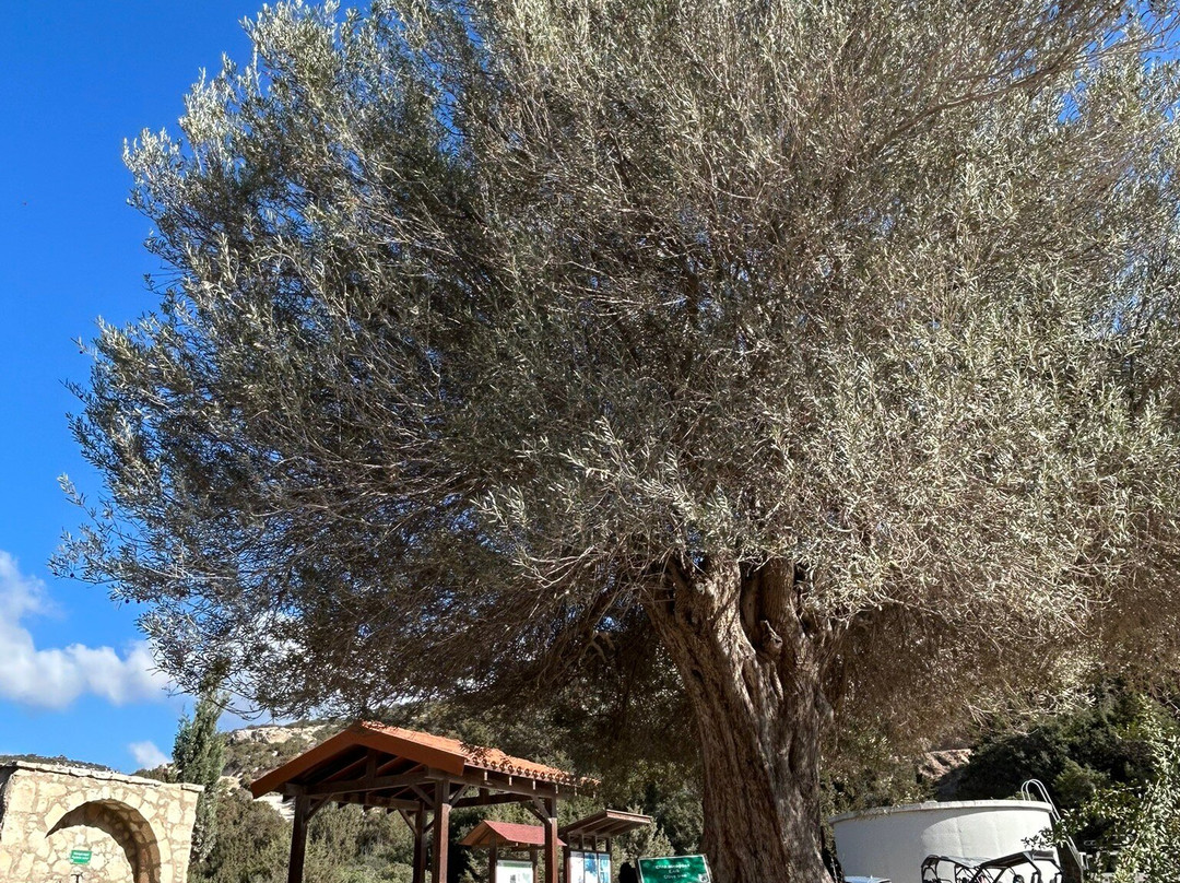 Avakas Gorge-帕福斯必去景点