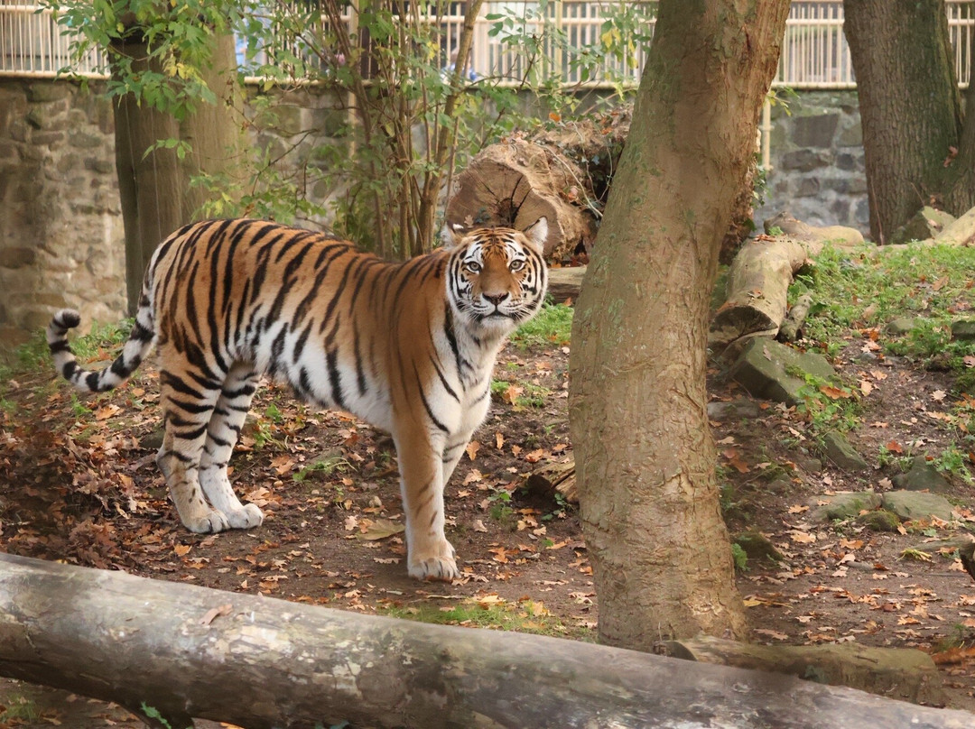Ouwehands Zoo Rhenen-Rhenen必去景点