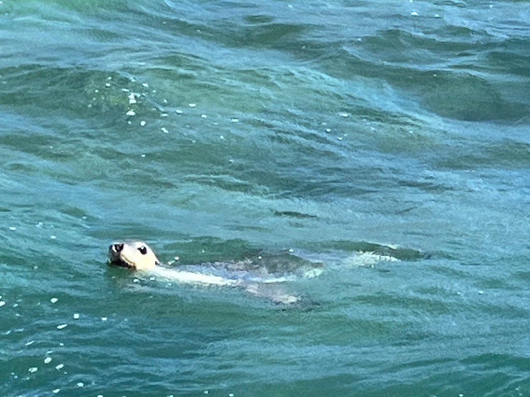 Lobster Shack Sea Lion Tour-塞万提斯必去景点