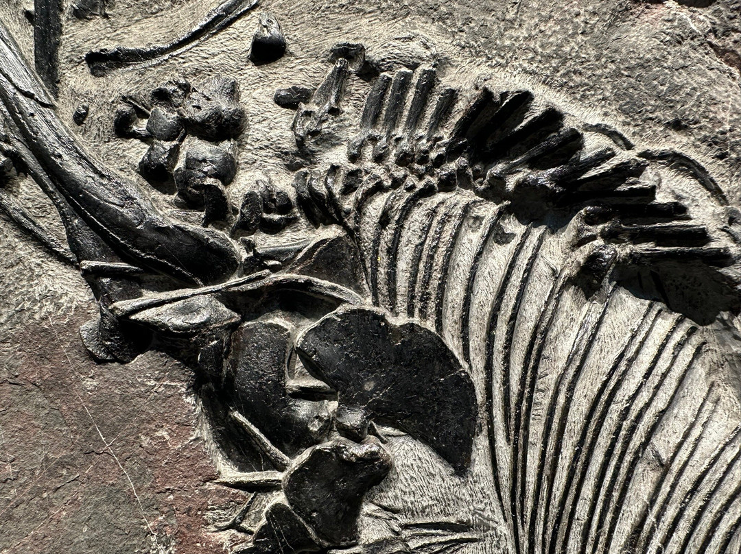 贵州地质博物馆-贵阳市必去景点