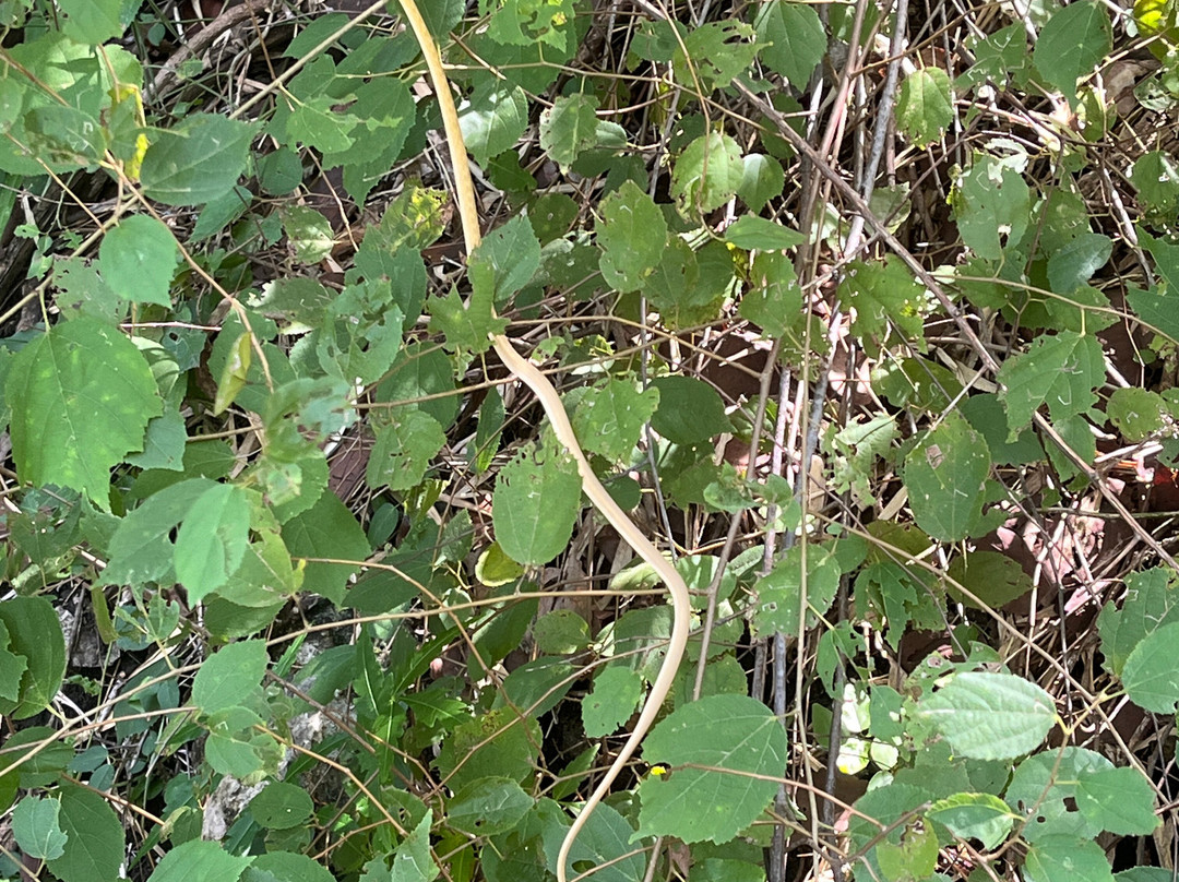 Khao Nang Phanthurat Forest Park-七岩必去景点