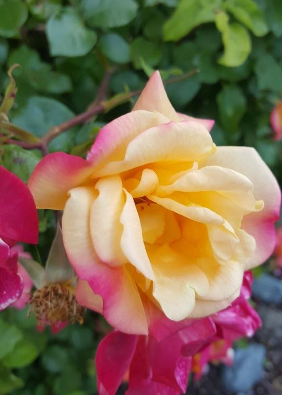 Sorell Barracks主图