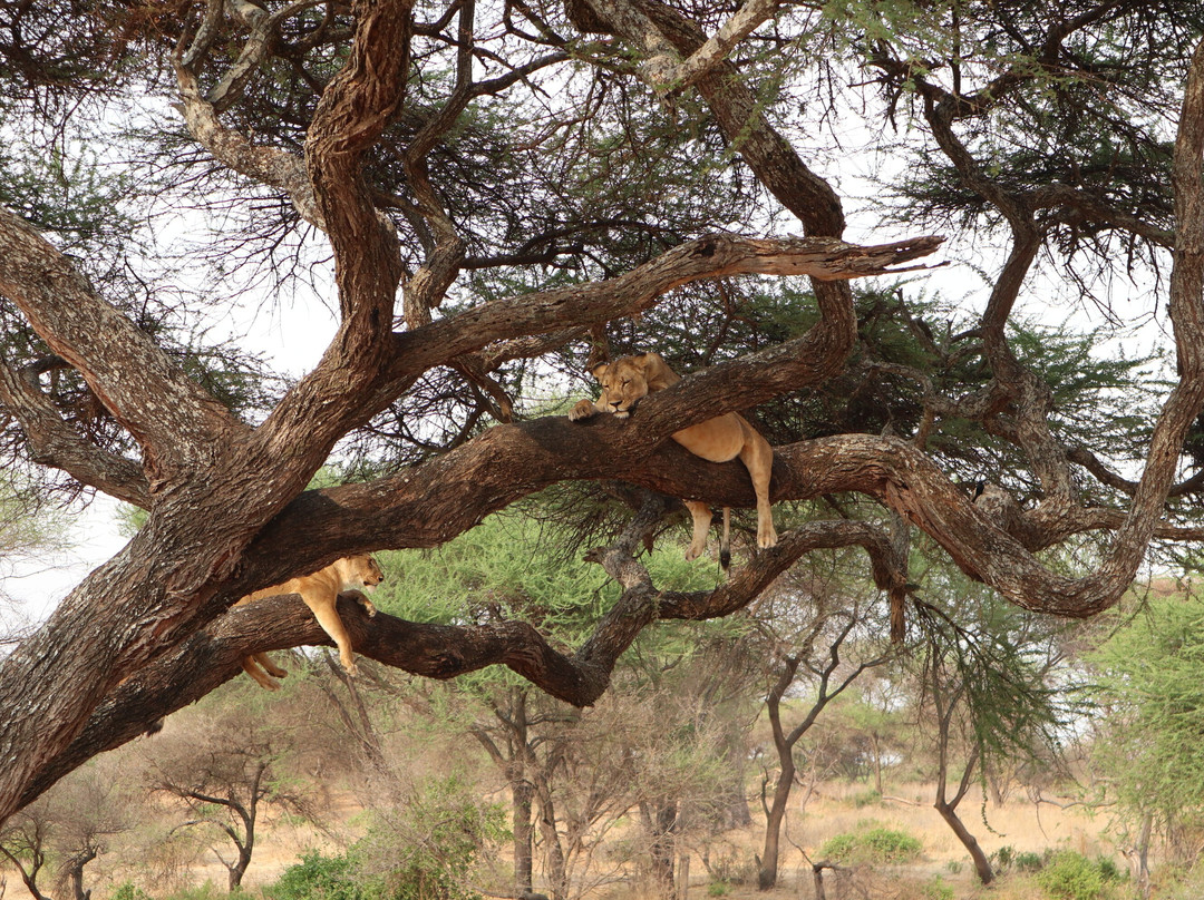 RA Safaris-阿鲁沙必去景点