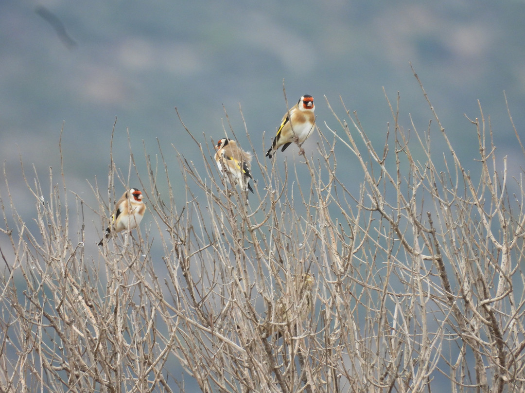 Greece Bird Tours-Marathon必去景点