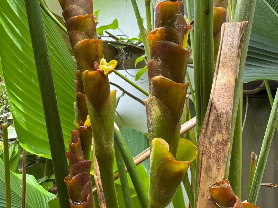 Kot Man-Ya Exotic Flower Garden-皇家沙滩必去景点