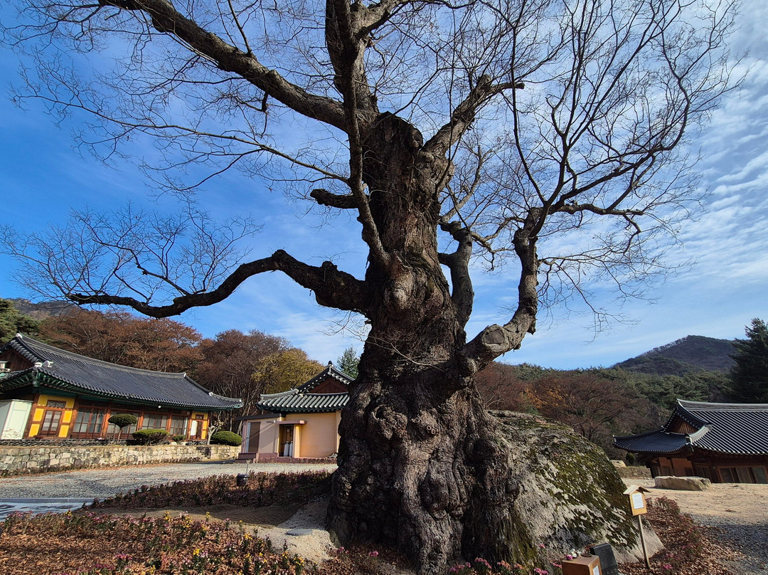 Gongnimsa Temple-槐山郡必去景点