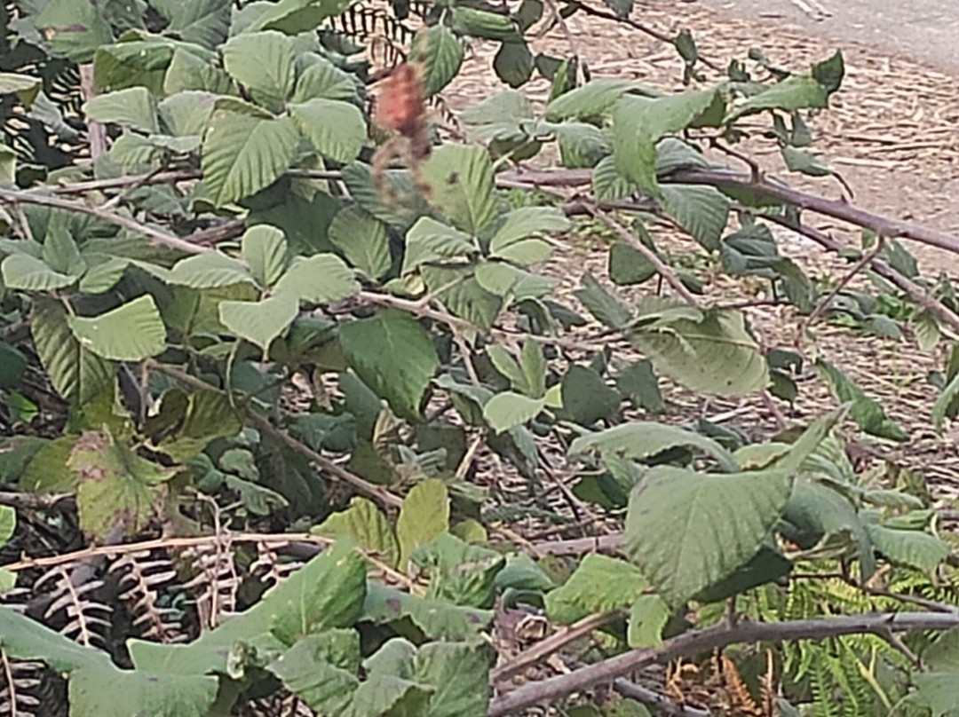 Riserva Naturale Le Cesine-Vernole必去景点