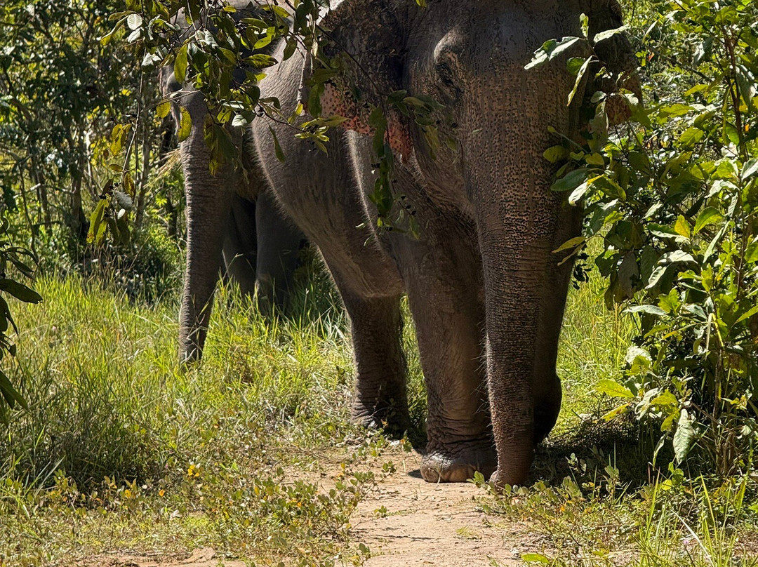 Kulen Elephant Forest-暹粒必去景点