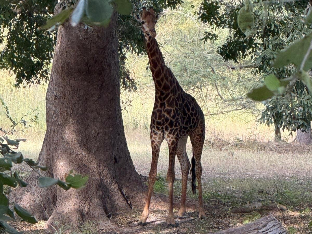 Fathala Wildlife Reserve-Dassilame Ba必去景点