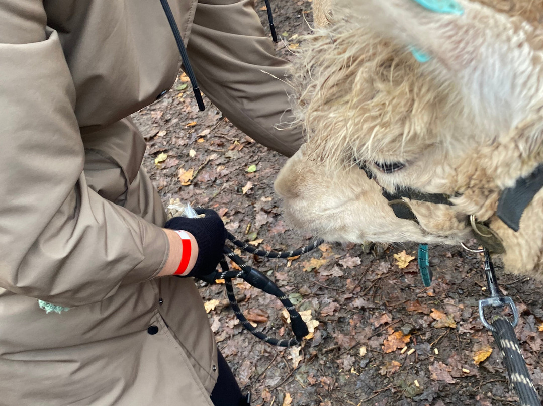 Charnwood Forest Alpacas-Boundary必去景点