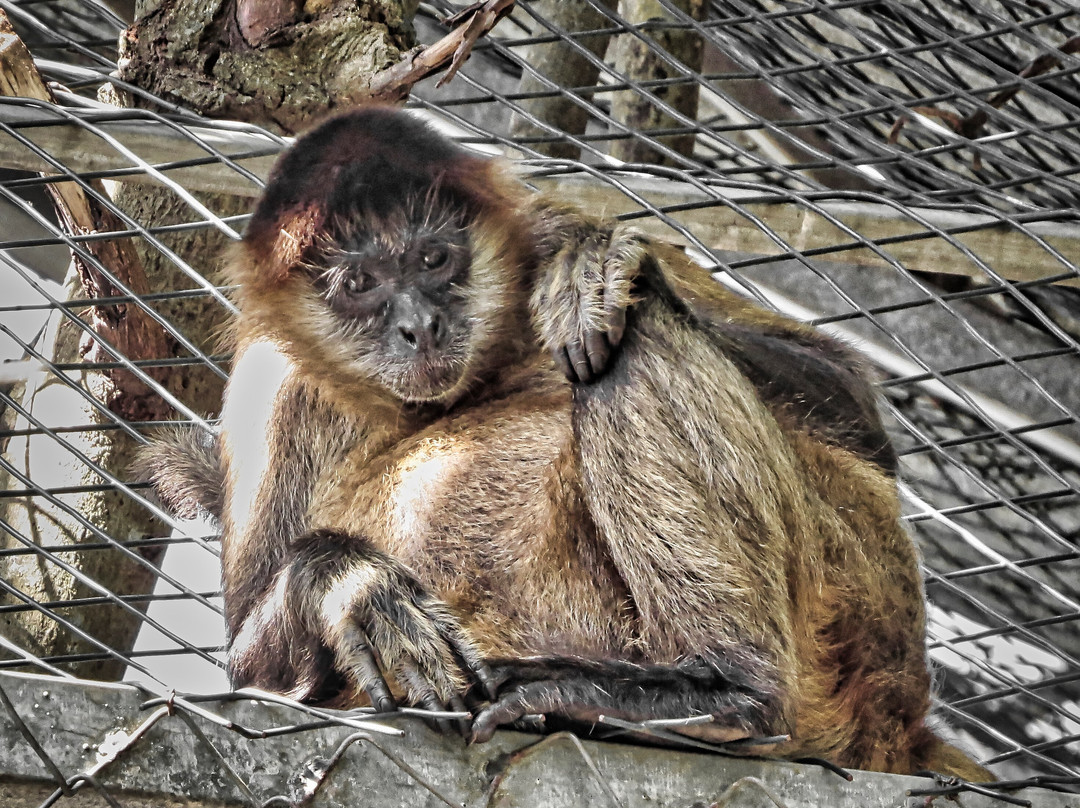 Costa Rica Animal Rescue Center-Turrucares必去景点