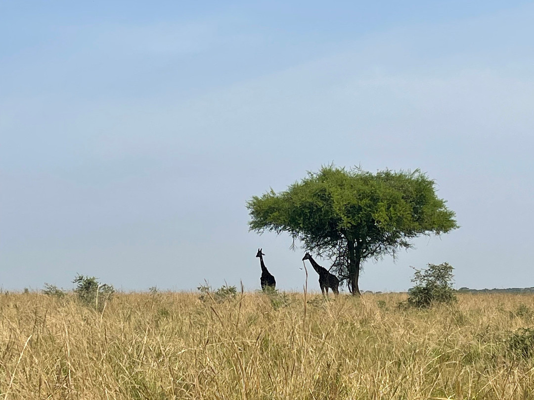 The Great Trekkers Safaris-恩德培必去景点