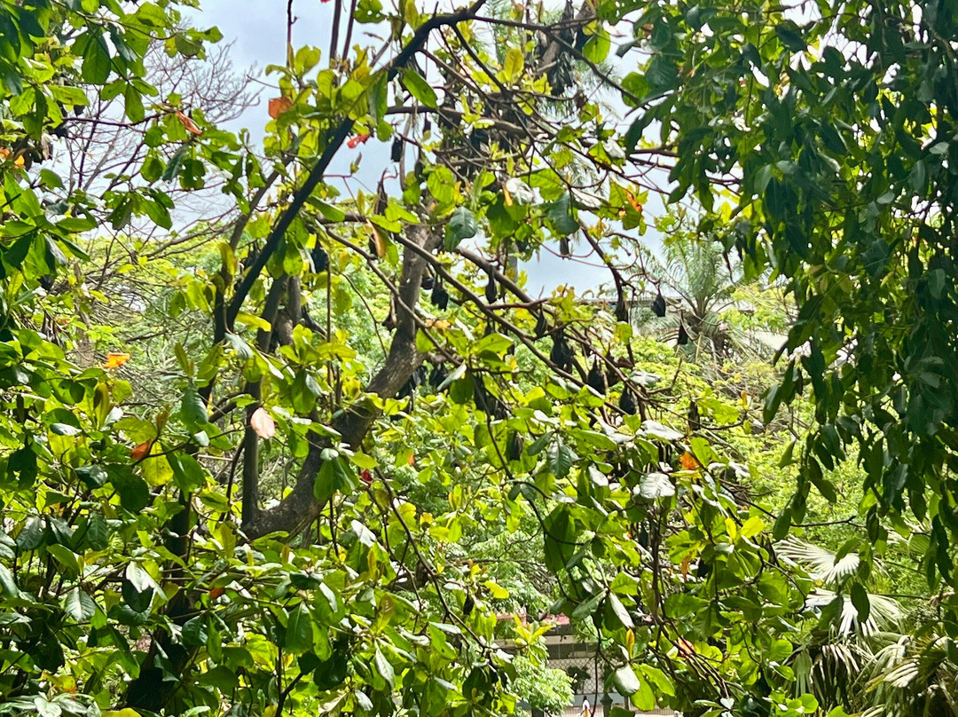 Tunduru Botanical Gardens-马布多必去景点