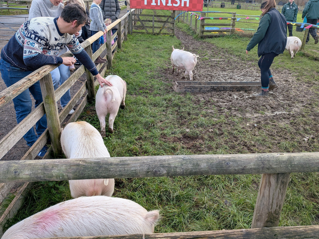 Bocketts Farm Park-莱瑟黑德必去景点