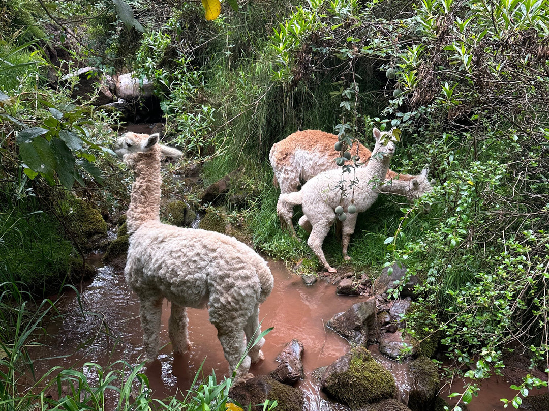 Etnikas Ayahuasca Retreats-库斯科必去景点