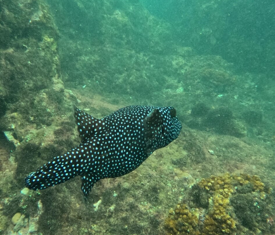 Picolina Tours-德雷克湾必去景点