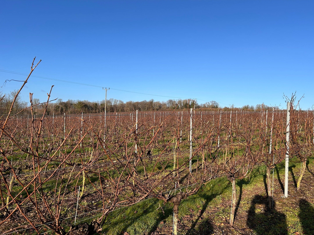 Langham Wine Estate Vineyard-多切斯特必去景点