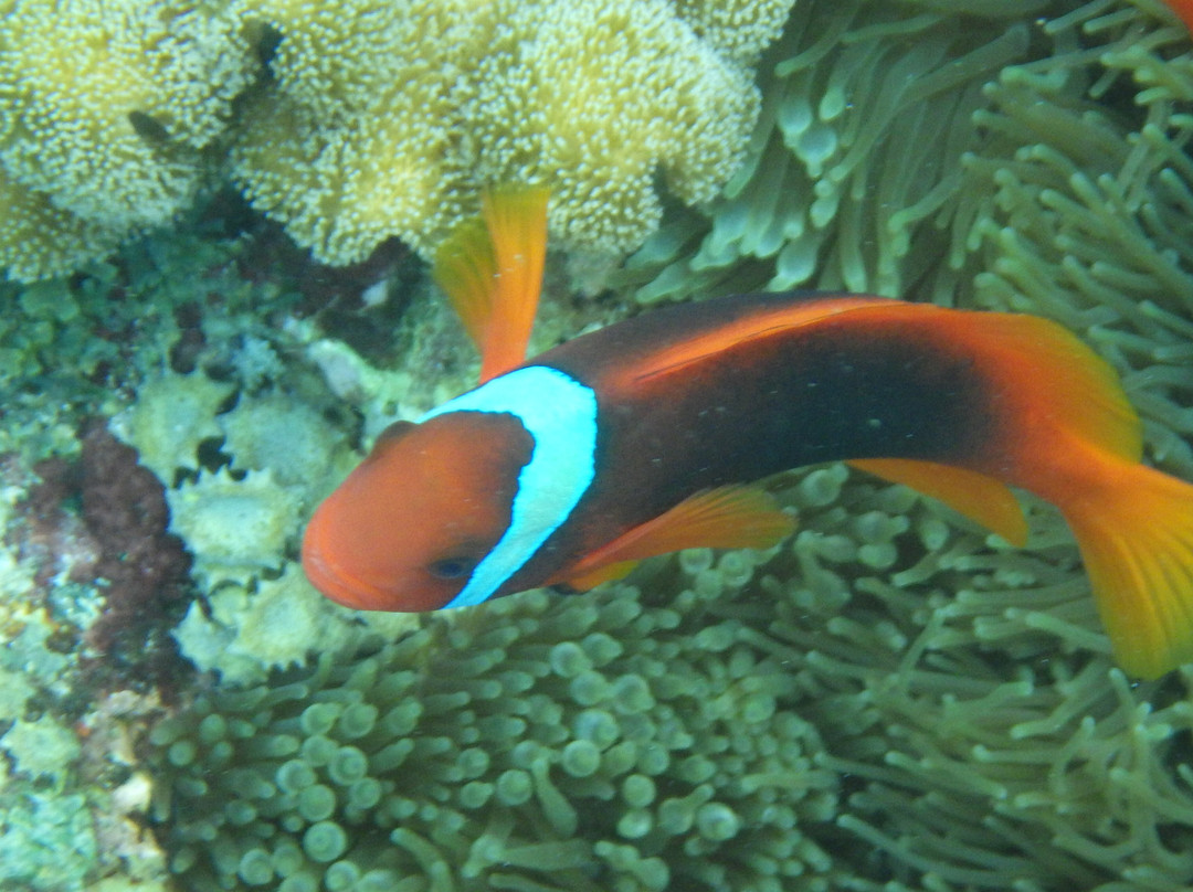 Vibrations Dive Center-圣胡安必去景点