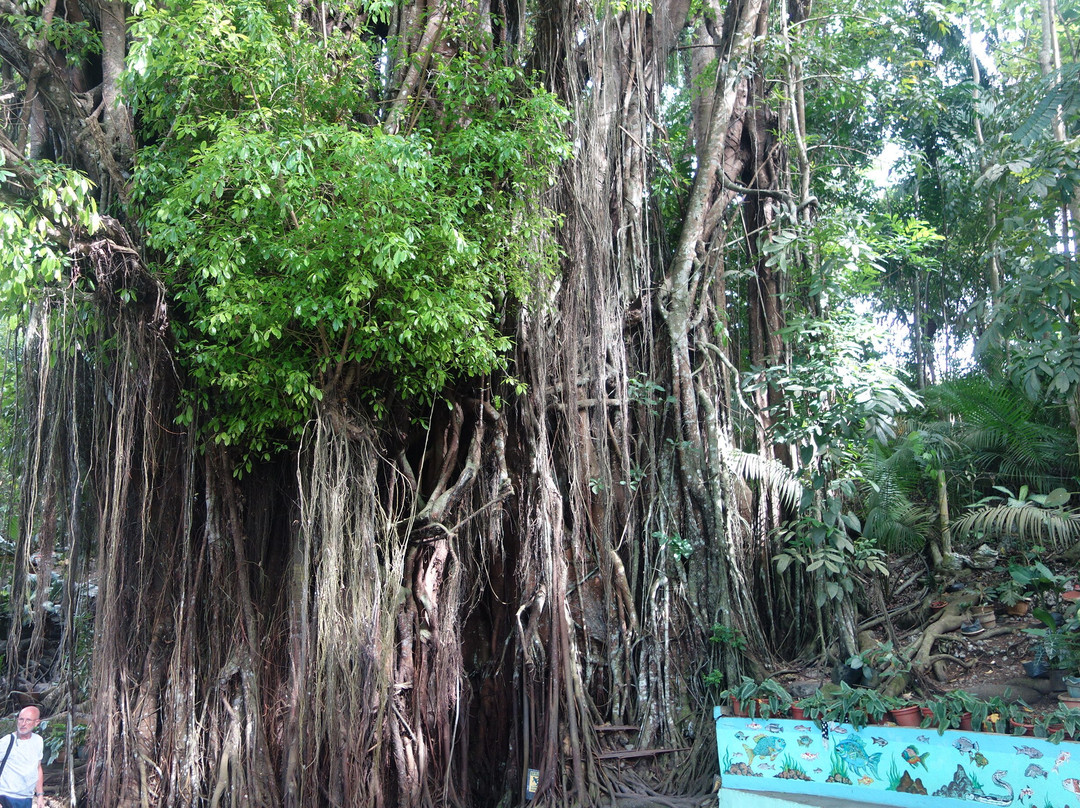 百年大榕树-锡基霍尔岛必去景点