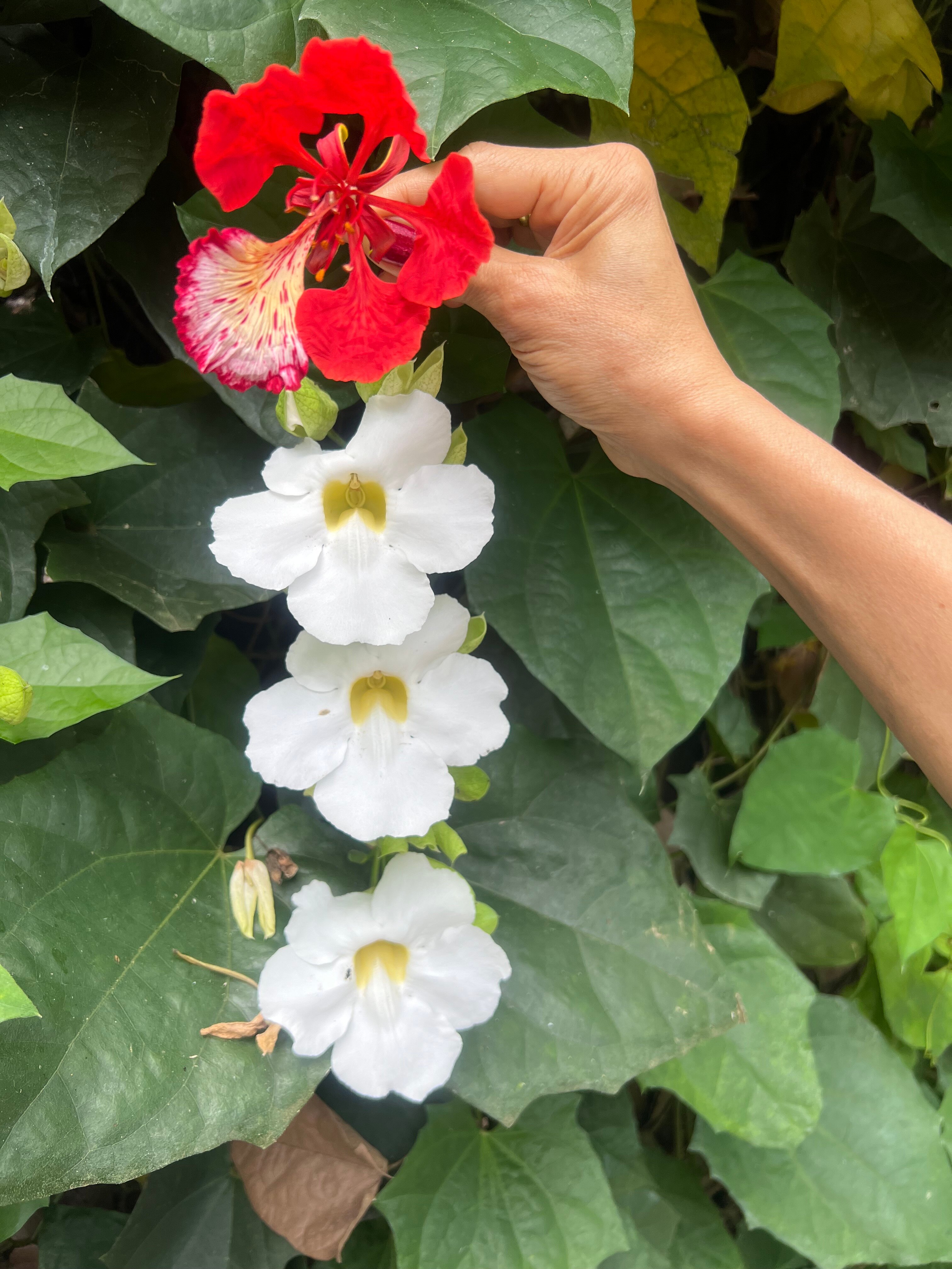 达迈乐薇那别墅酒店-官方