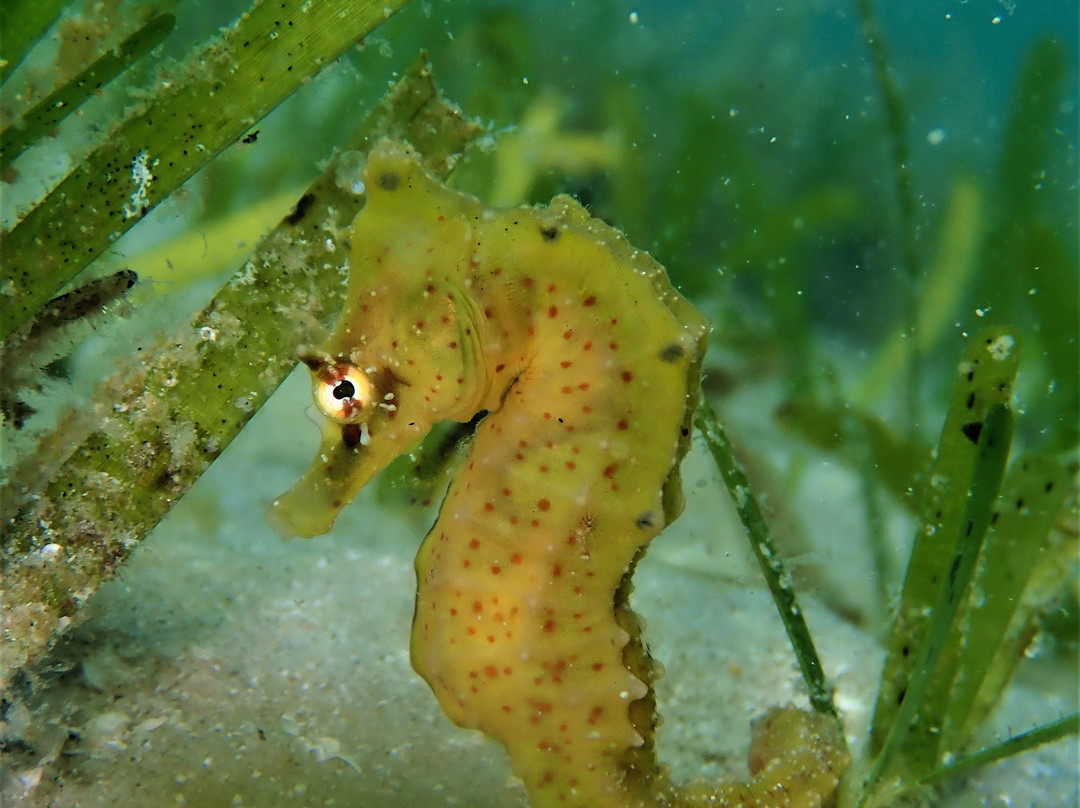 Indigo Seahorse Adventures, Vilanculos