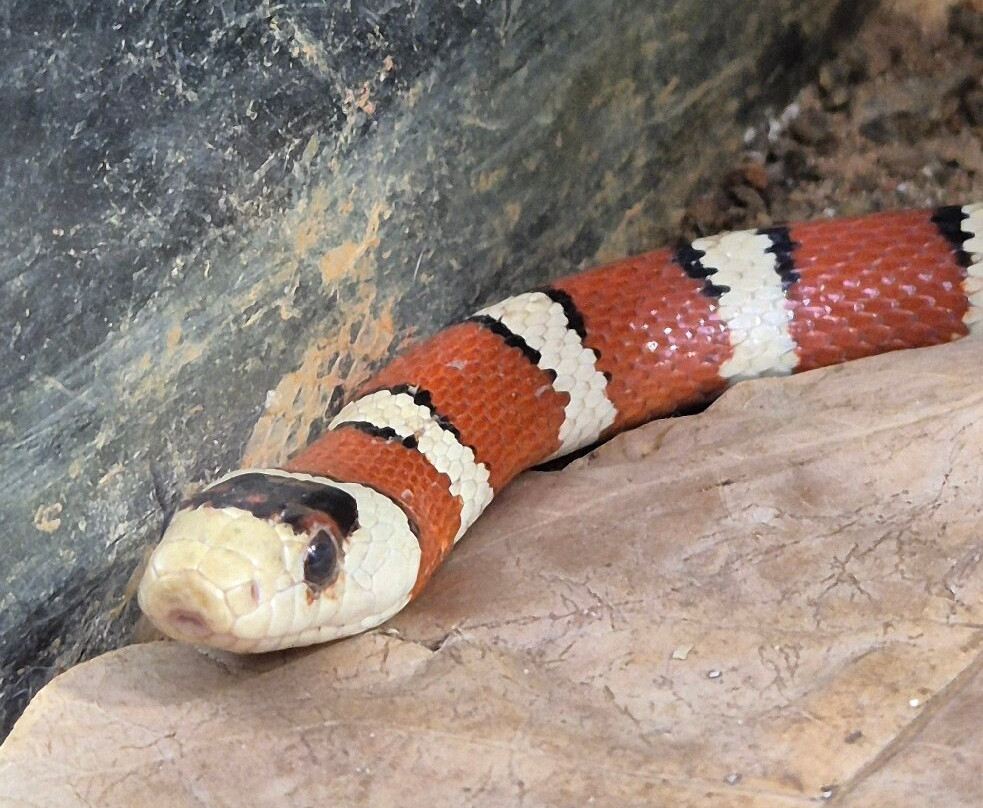 Snakeroom Serpentarium-福恩吉罗拉必去景点