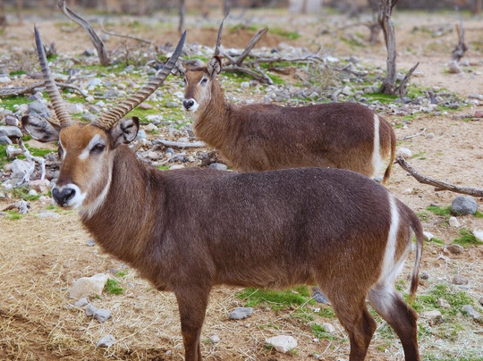Out Of Africa Wildlife Park-Camp Verde必去景点
