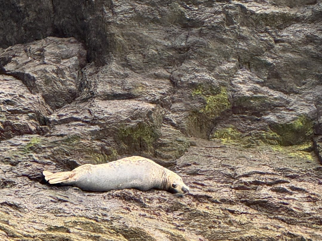 Skellig Michael Cruises-Portmagee必去景点