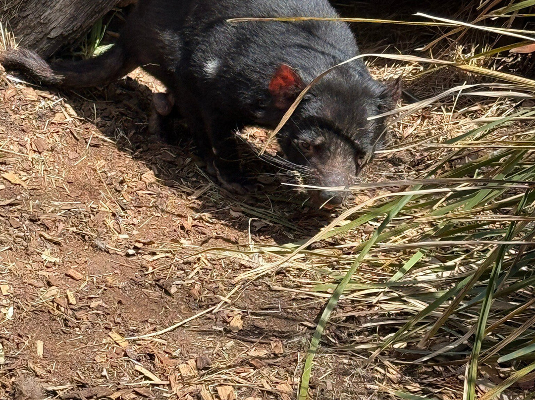 波诺朗野生动物园-Brighton必去景点