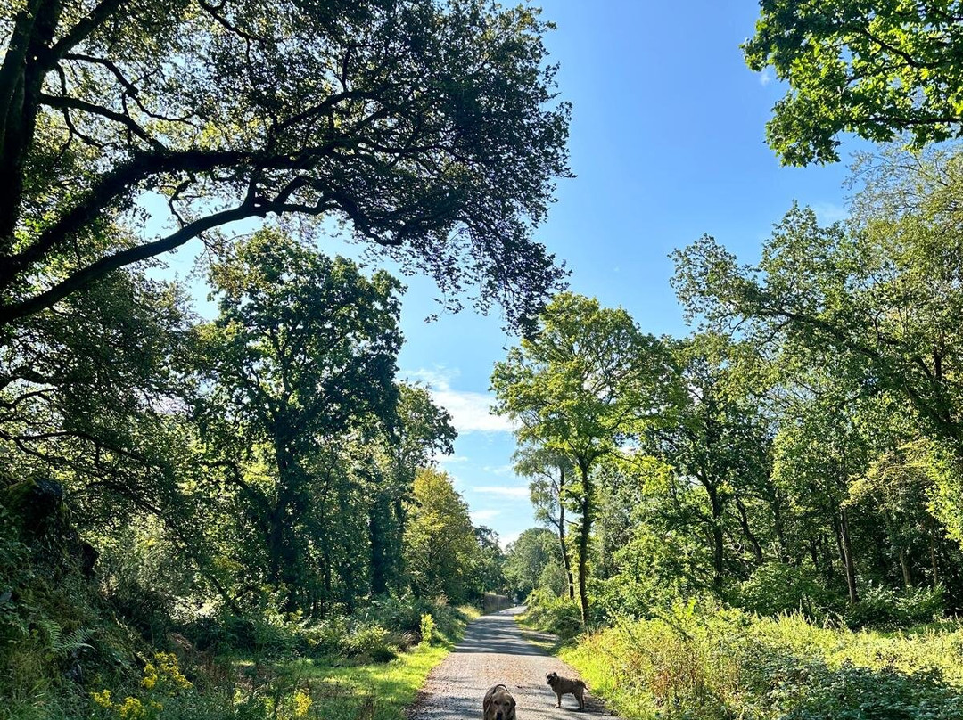 Plymbridge Woods-普利茅斯必去景点