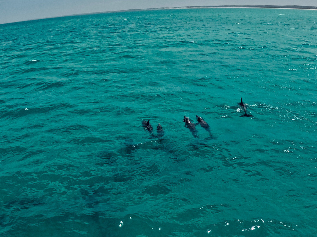Ningaloo Reef Dive-珊瑚湾必去景点