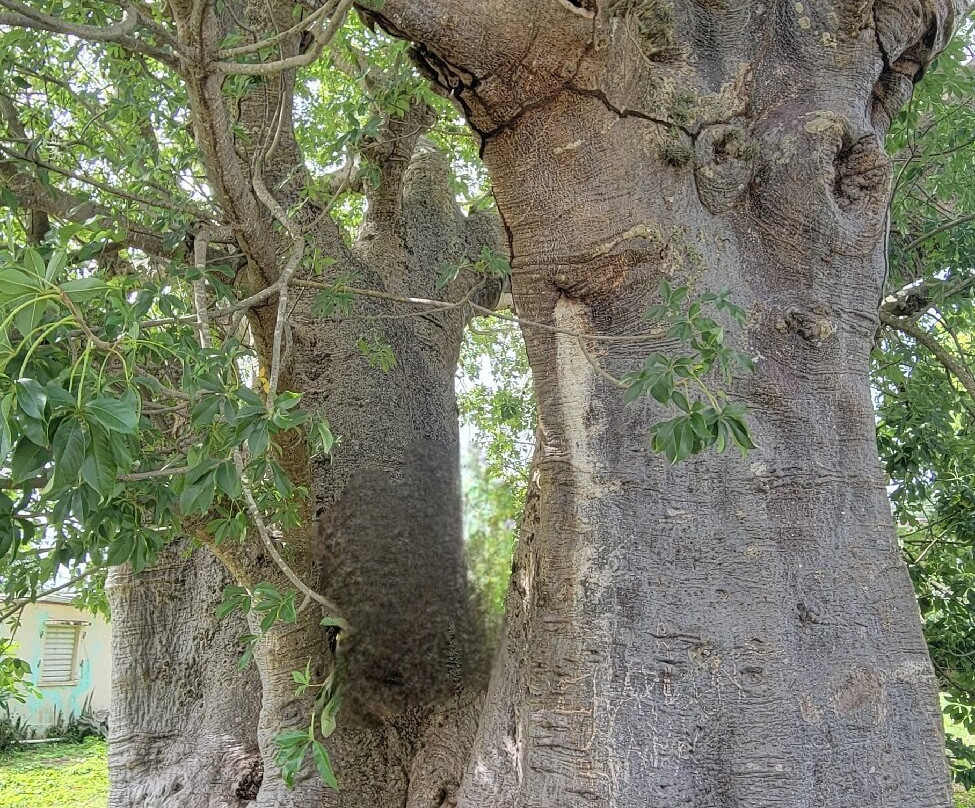 Baobab Tree