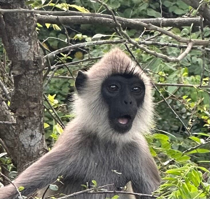 Green Eye Lanka-Pugoda必去景点