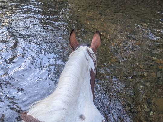 Watson's Mountain Country Trail Rides - Day Tours-曼斯菲尔德必去景点