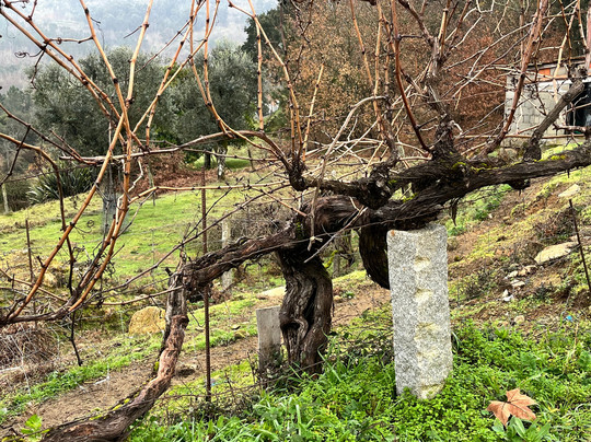 Quinta Do Gato Enoturismo-Sao Pedro do Sul必去景点