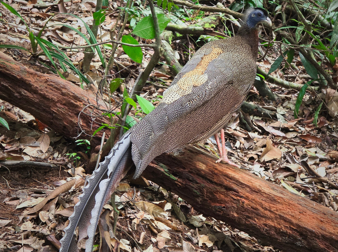 Sumatra Orang Utan Treks-武吉拉旺必去景点