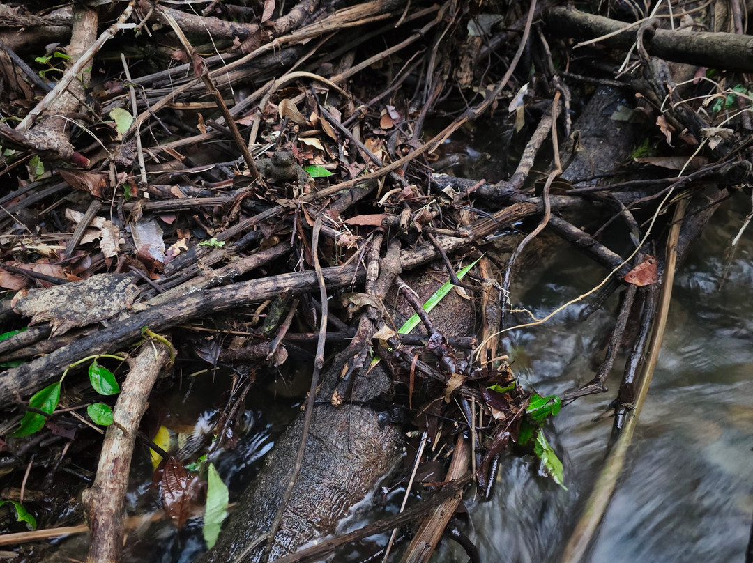 Sumatra Orang Utan Treks-武吉拉旺必去景点